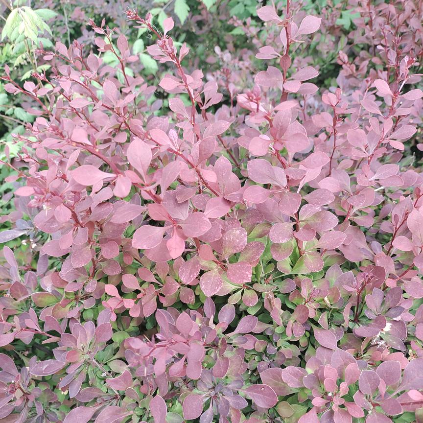 晓幸运鲜花