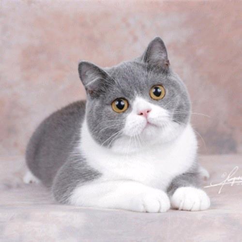 ILᵒᵛᵉᵧₒᵤ猫咪♡