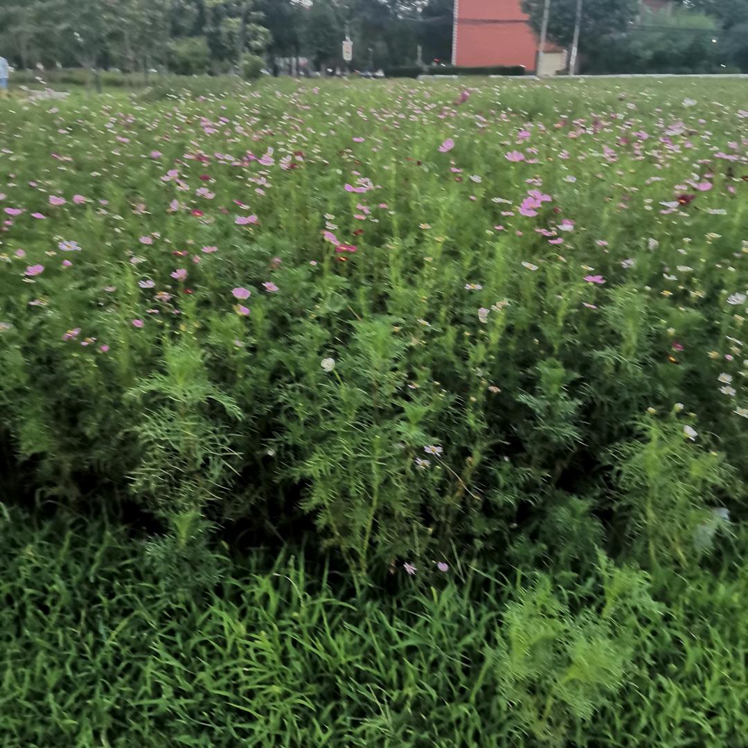 开心快乐是目的