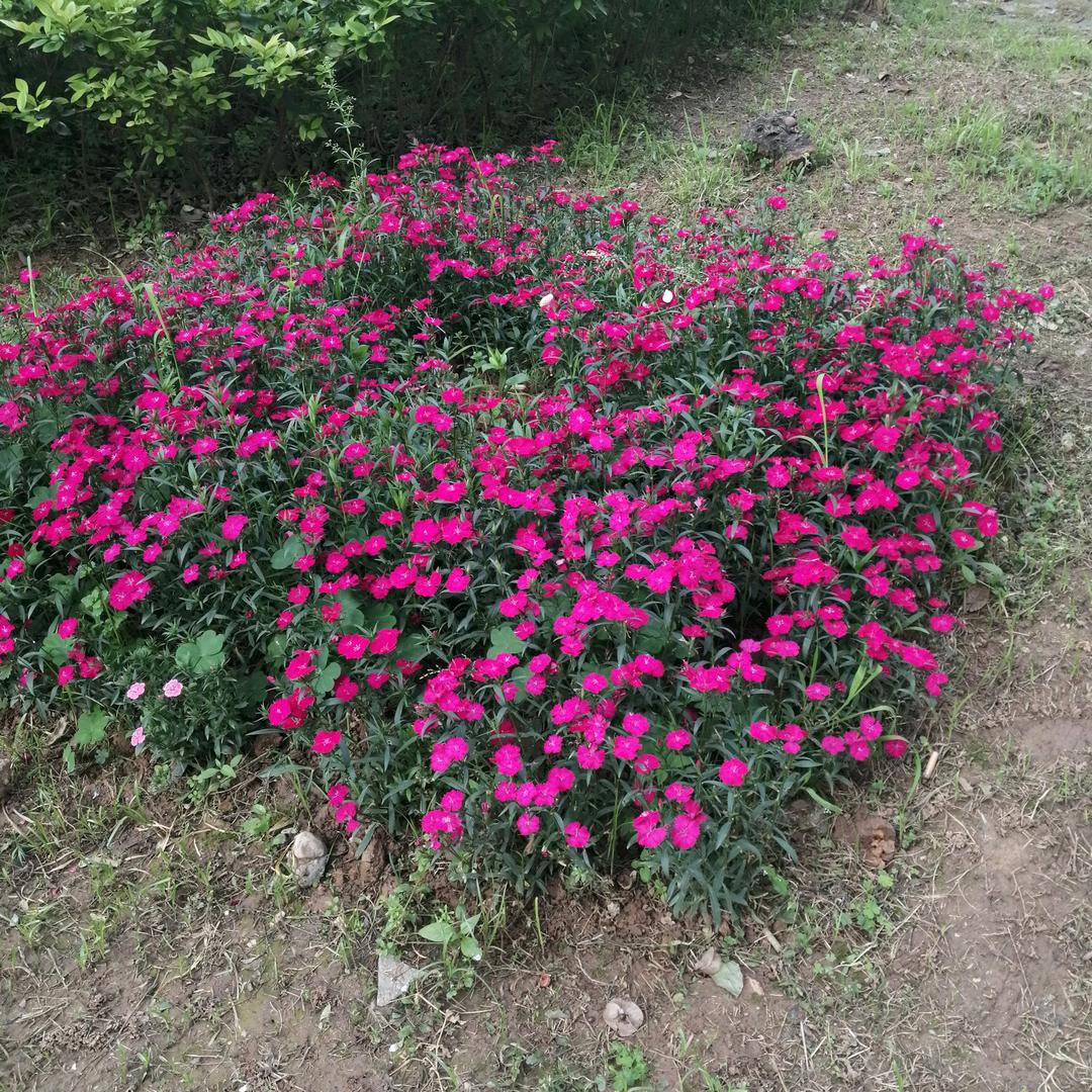 平静