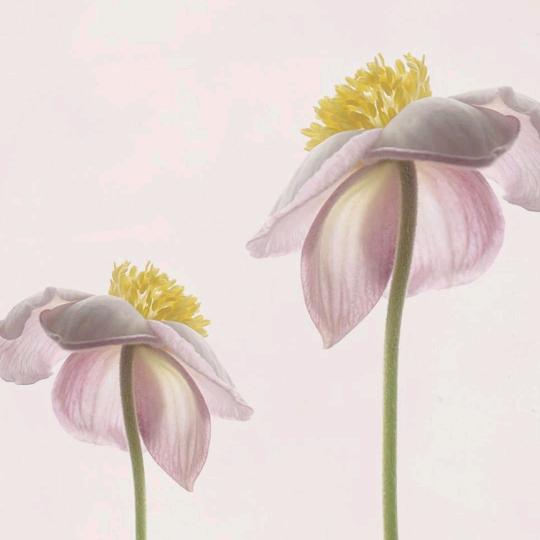 静待花开一朵朵