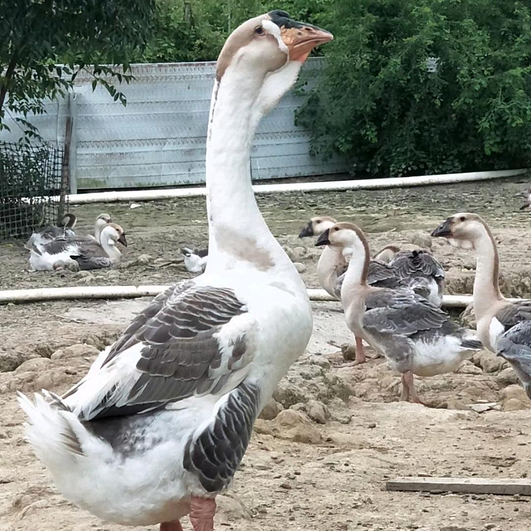 阳光养殖945