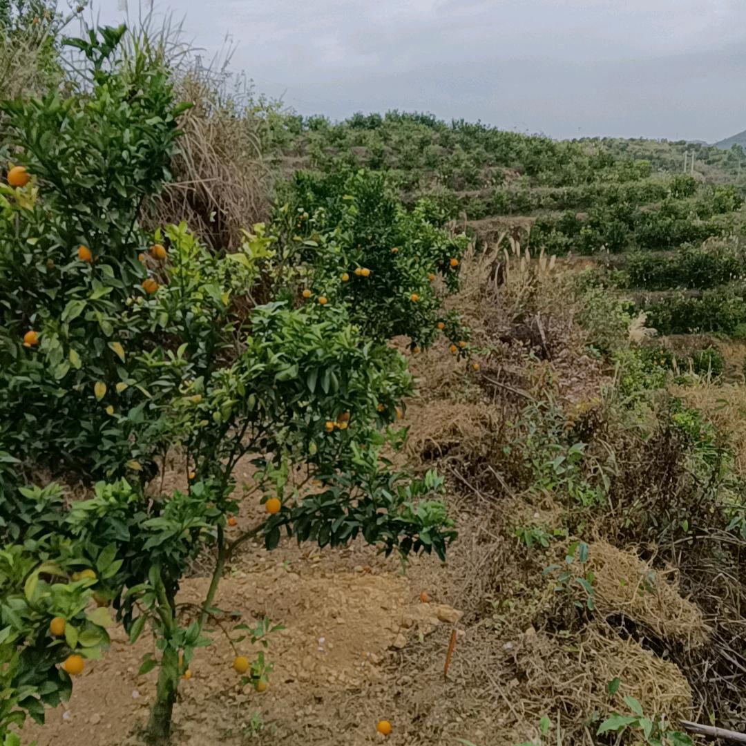 不忘初心的农村人