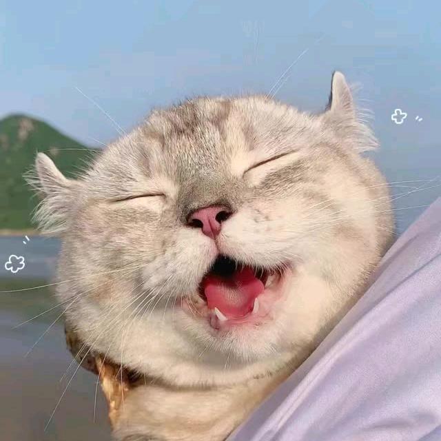 狐狸🦊