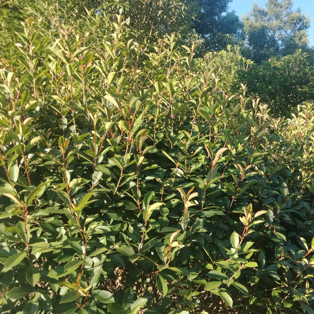 加油