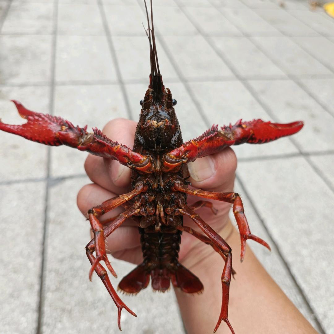 海