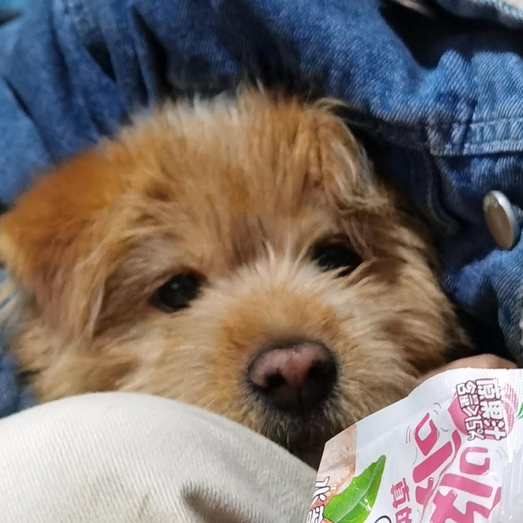广恰恰