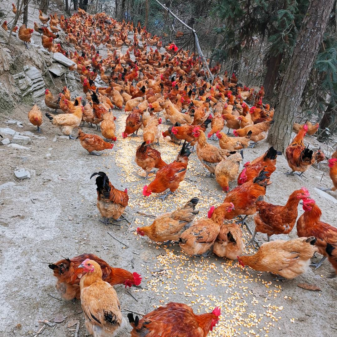 湘西廖氏林下土鸡养殖