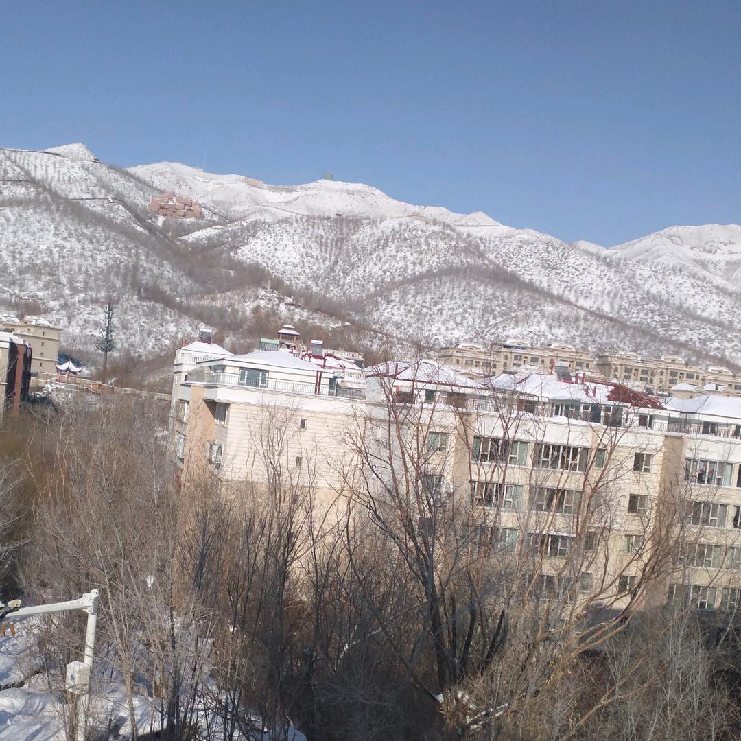 天山雪松