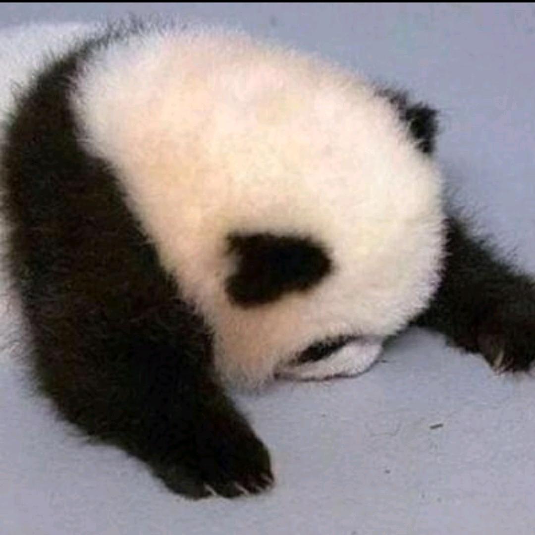 琴雅逸