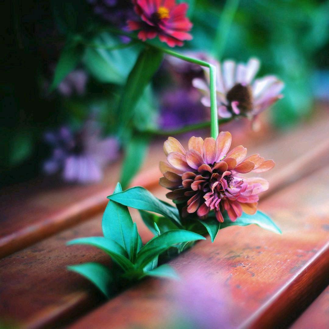 凤🌹:🌺姐🌻🥀