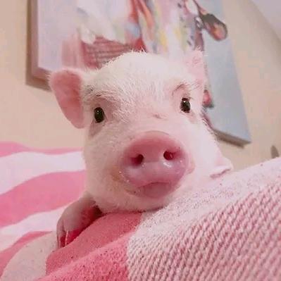 一只小猪子