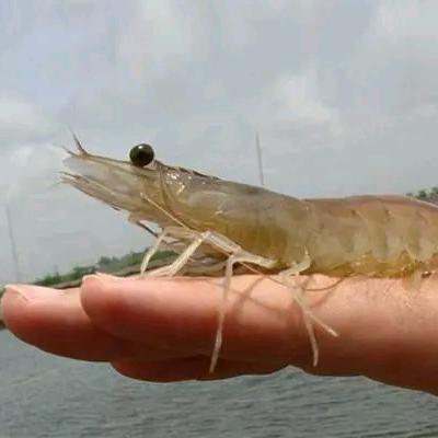 水产燕子，互关