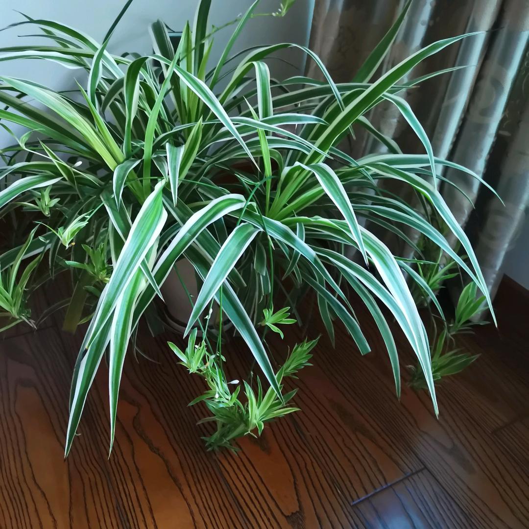 我的生活很简单