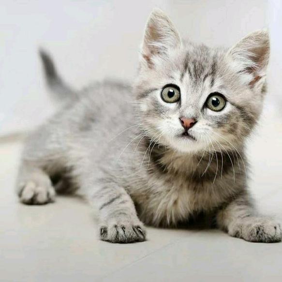 我叫猫猫