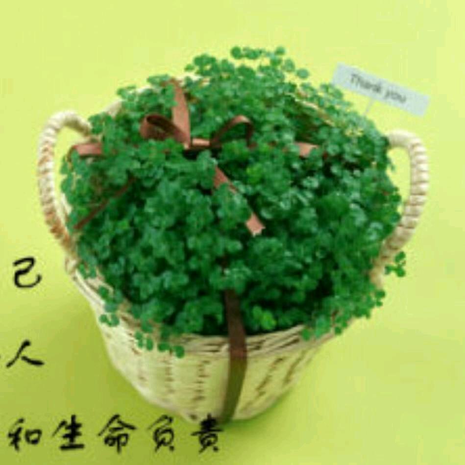 宁宁姐