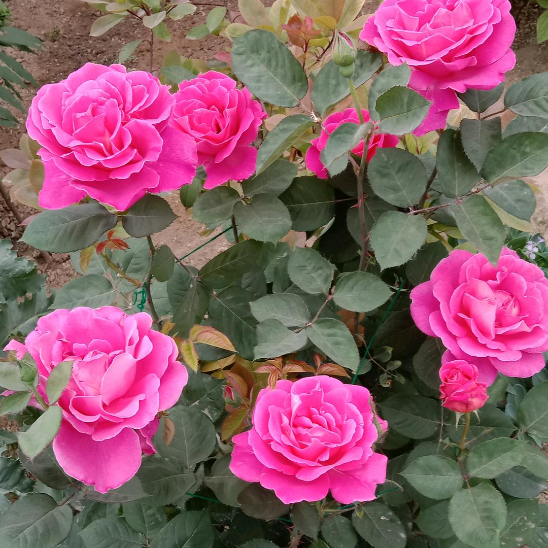 花开🌸