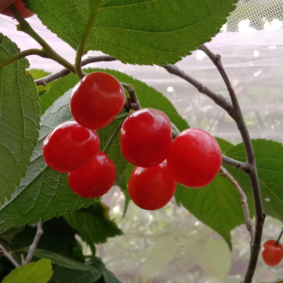 雾里看花