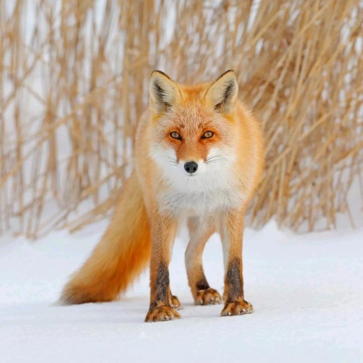 林