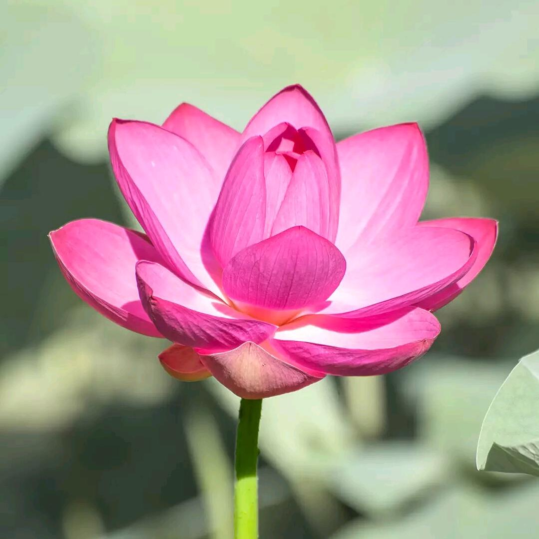 小琴