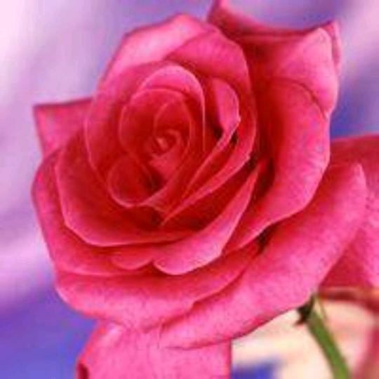 愿每一天安好🌺
