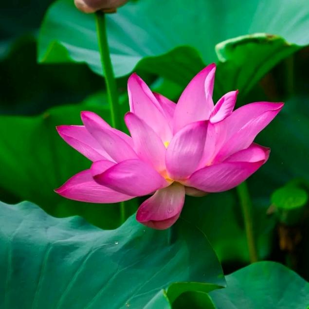 🌴🌻平安🍎喜乐🌿🌹