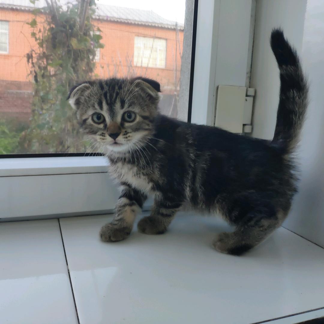 温顺的瓜皮猫