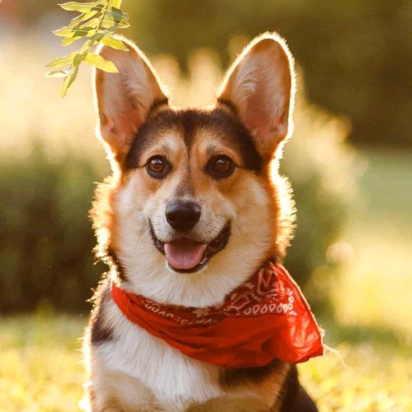 用户6134332959525我是一只鸟