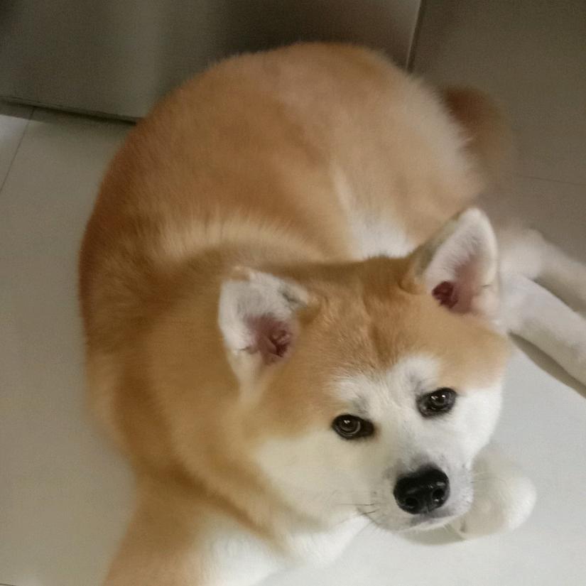 向日葵