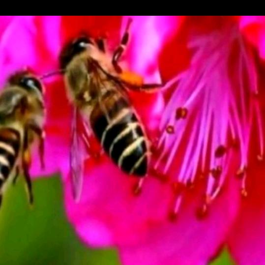 蜂哥