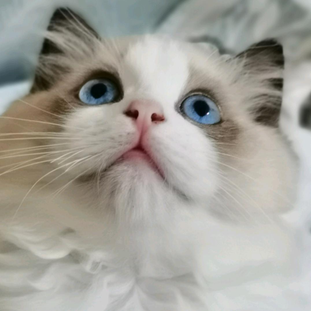 海白菜是只喵～