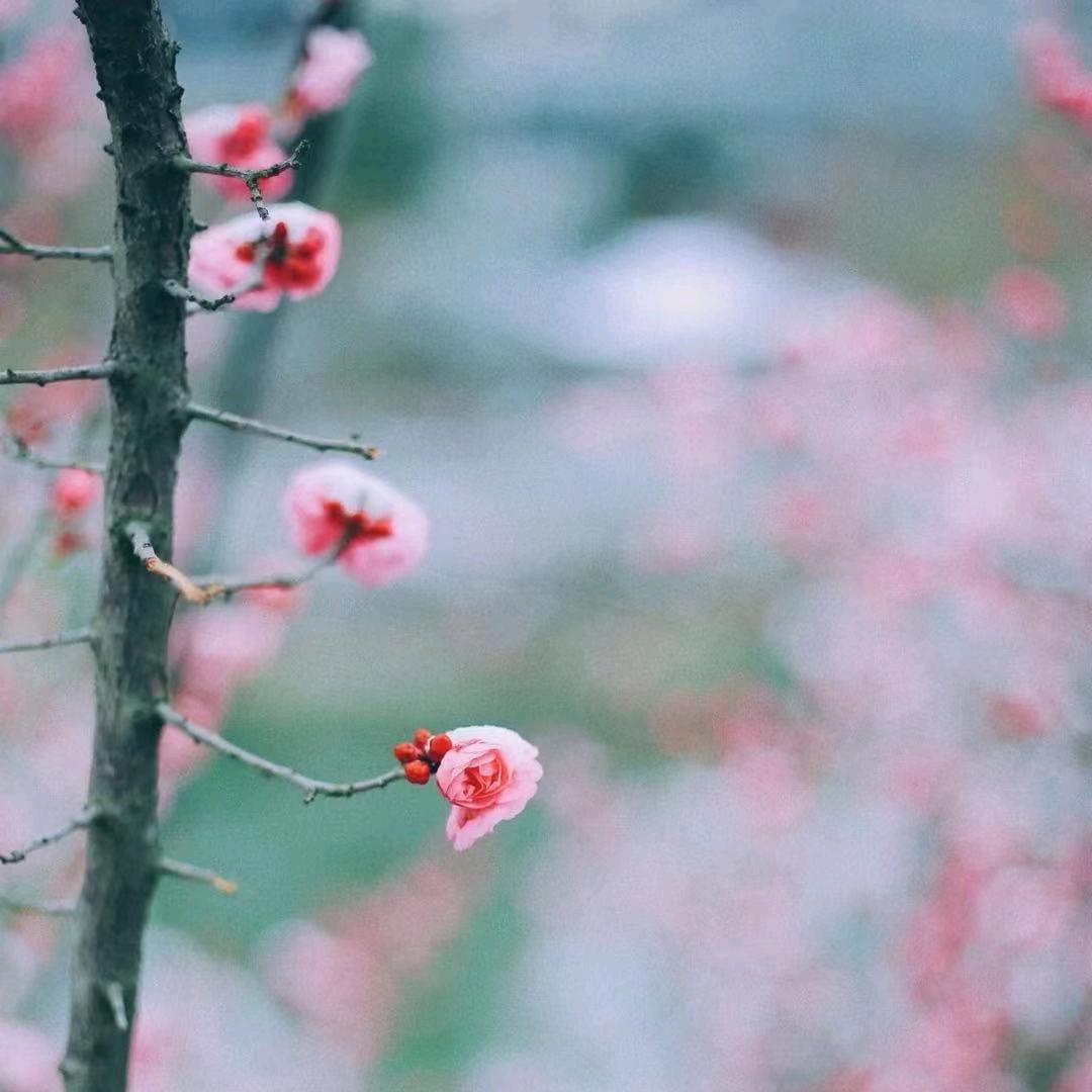 黄陂丫
