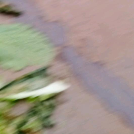 贾封老吕
