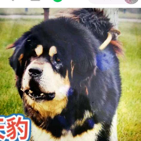 山西省清徐县启金獒舍