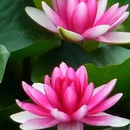 🌺莲心🌺