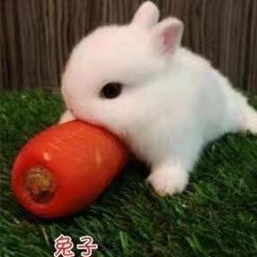 没心没肺没良心