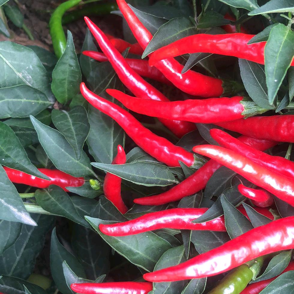 新疆辣椒生产基地