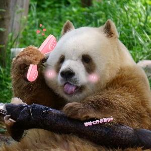 带着七仔去逛gai