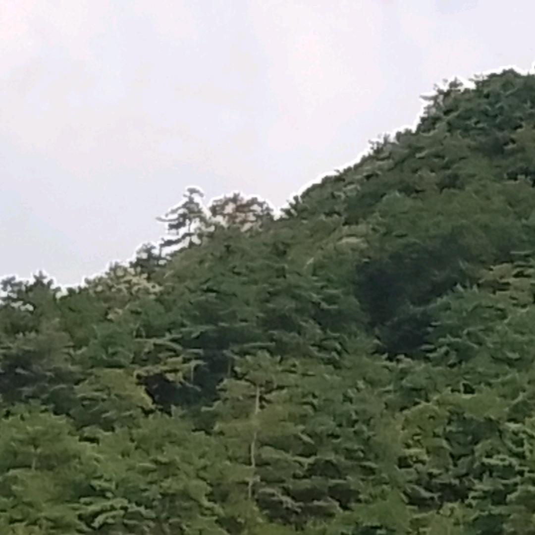 上进的风927