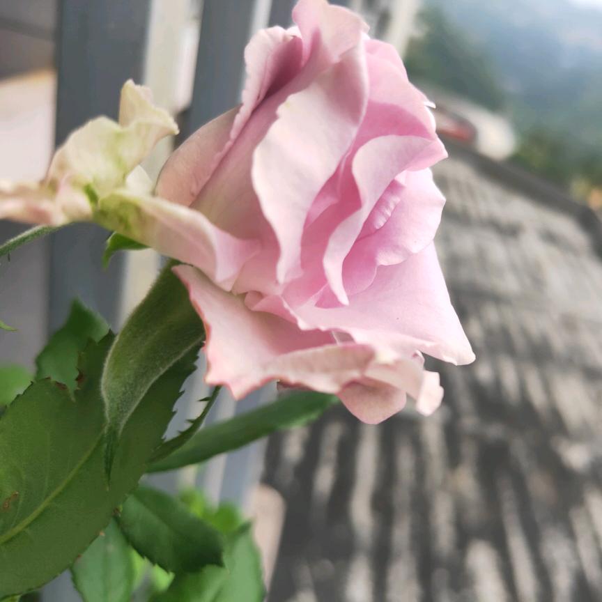 洛熙
