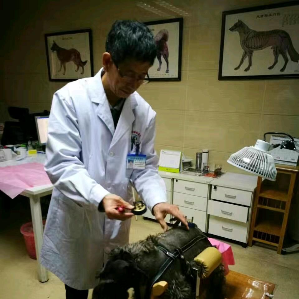 宠物针灸-李文