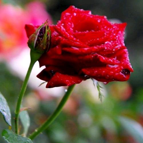 一夜落花