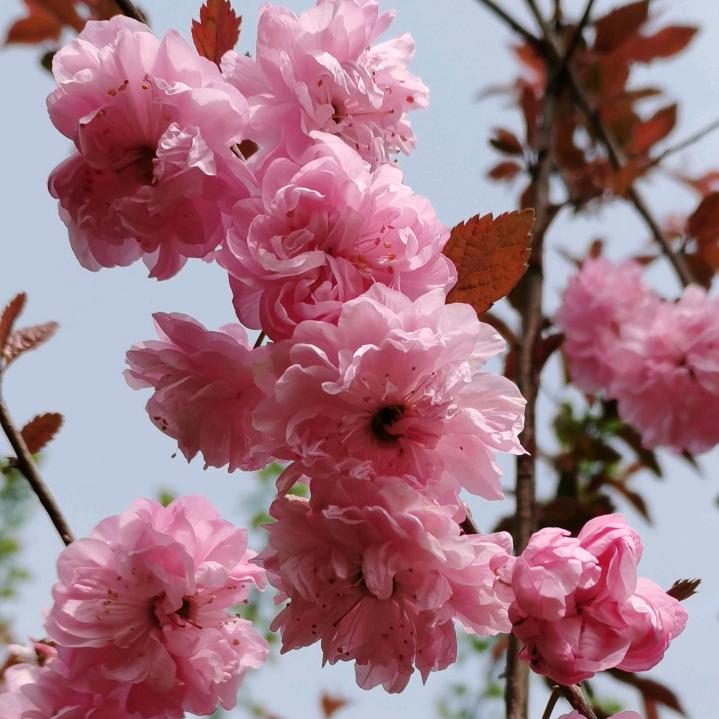 羽翎儿.首播筹备