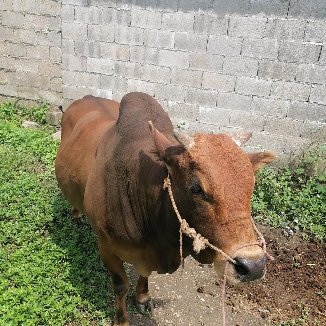 孙六生态本地土黄牛肉！