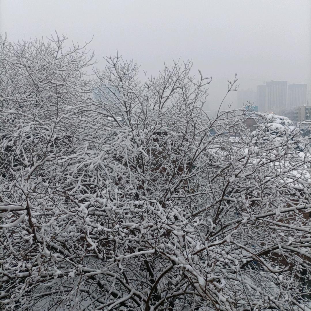 迊春