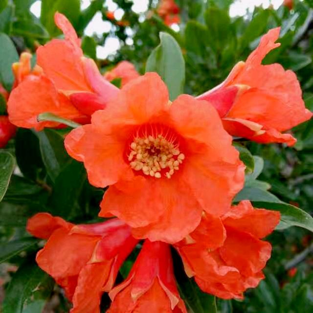 榴哥.半面山居.农舍