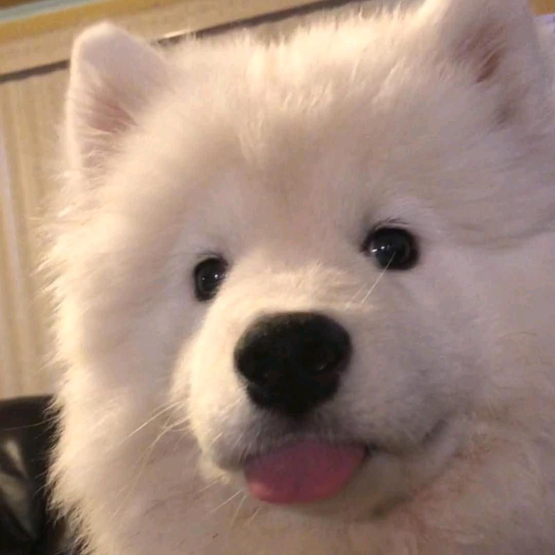 每天都好困。
