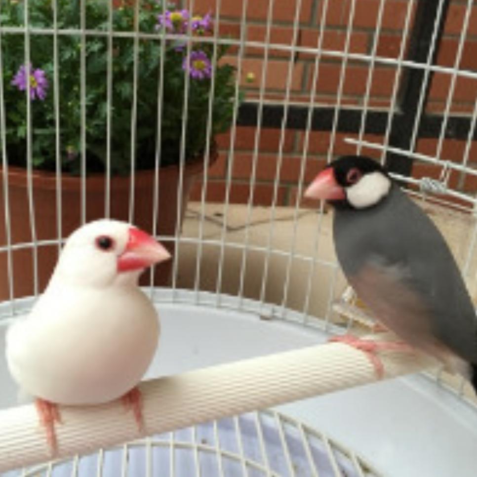 慈慈鸟舍 鸟用品