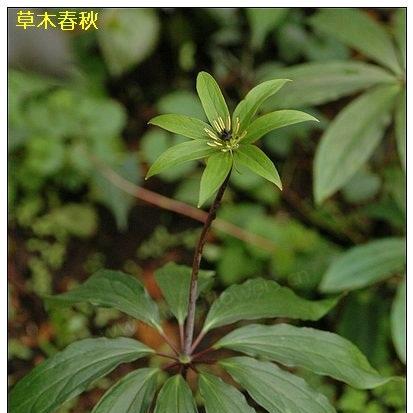 中药