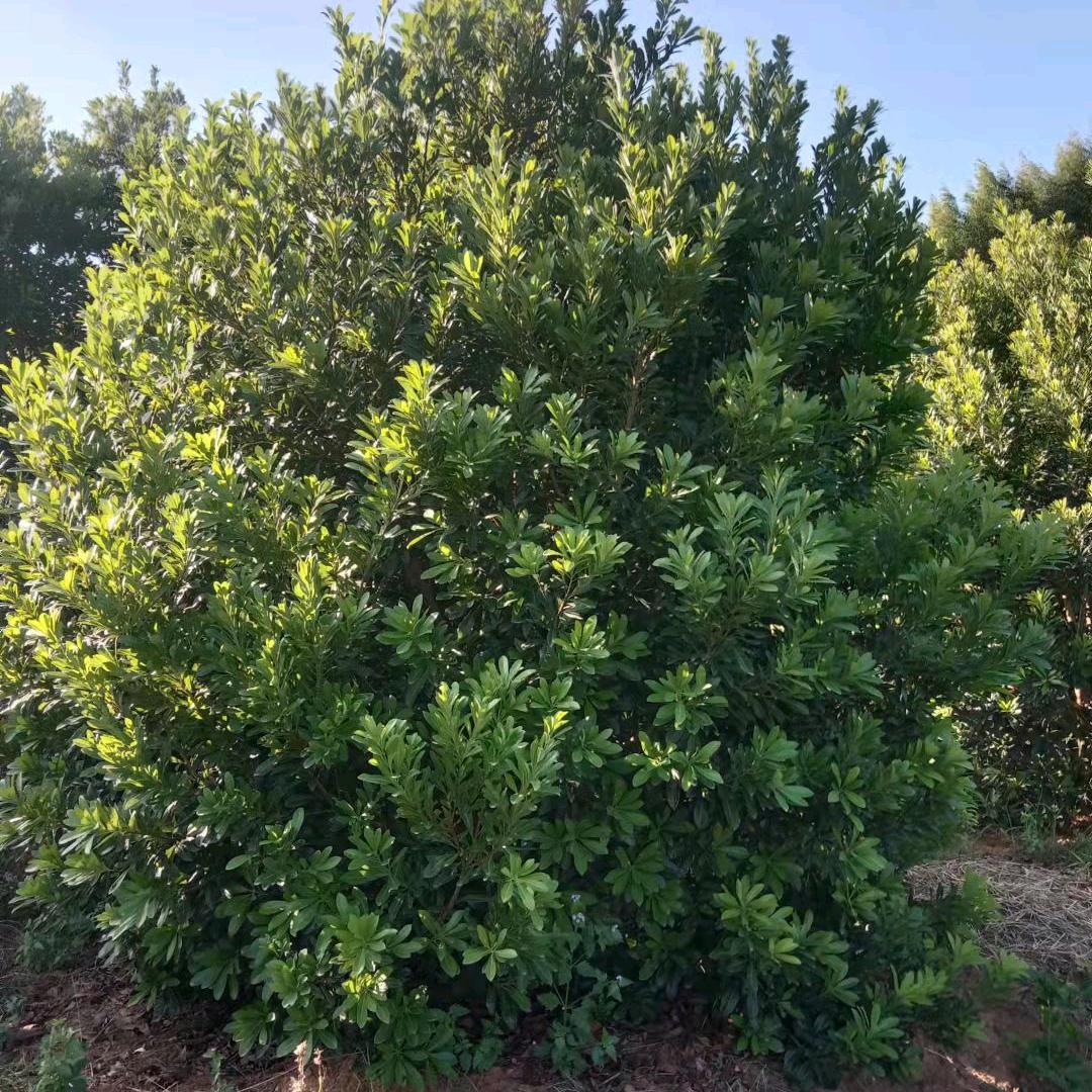 中原（年）大叔